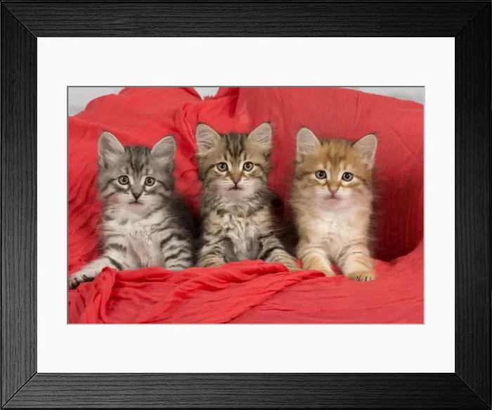 Framed Print : Picture No. 10898369 Framed Print : Picture No. 10898369