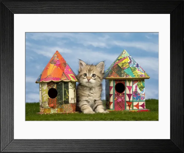 Framed Print : Picture No. 10898378 Framed Print : Picture No. 10898378