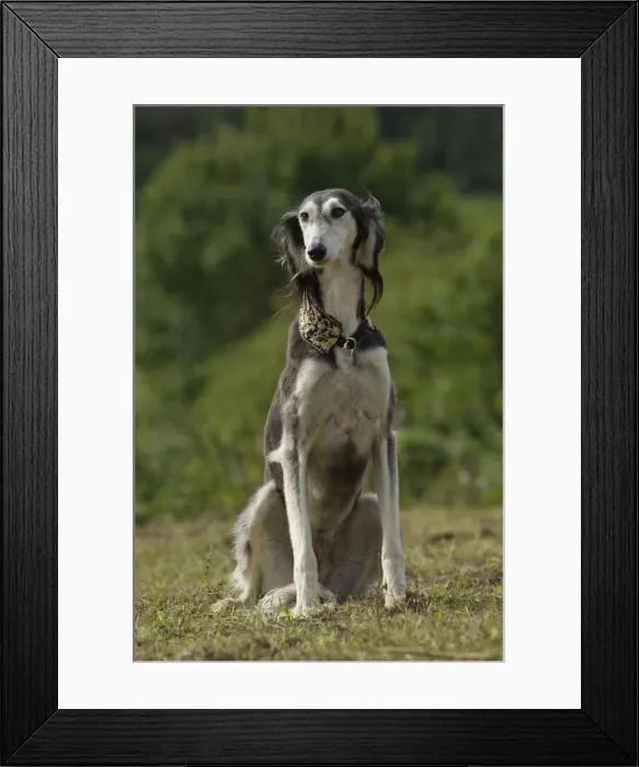 Framed Print : Picture No. 10898258 Framed Print : Picture No. 10898258