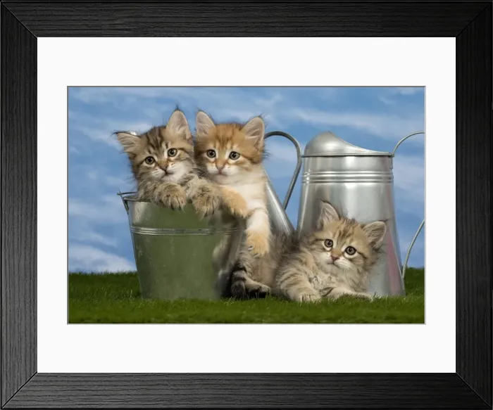Framed Print : Picture No. 10898383