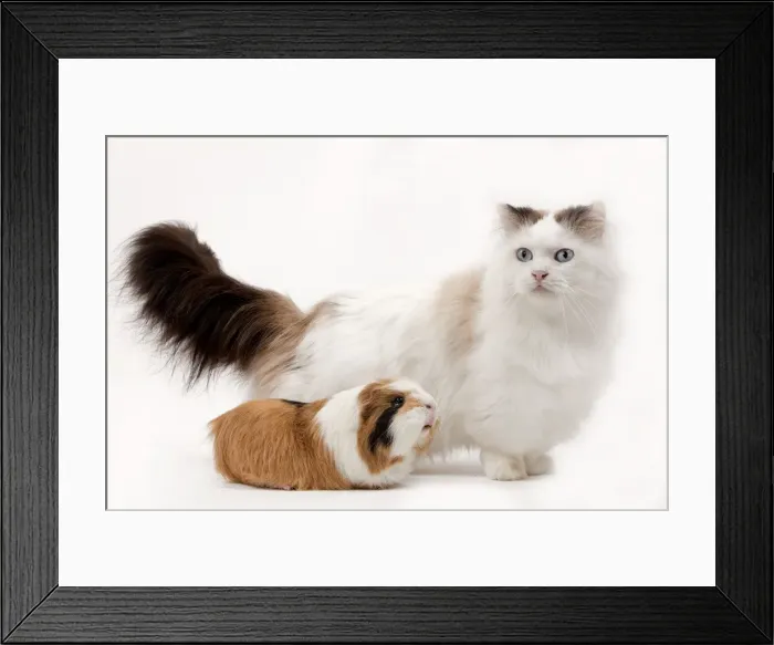 Framed Print : Picture No. 10898282 Framed Print : Picture No. 10898282