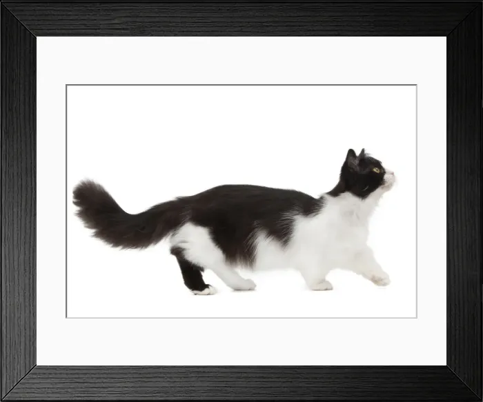 Framed Print : Picture No. 10898287 Framed Print : Picture No. 10898287