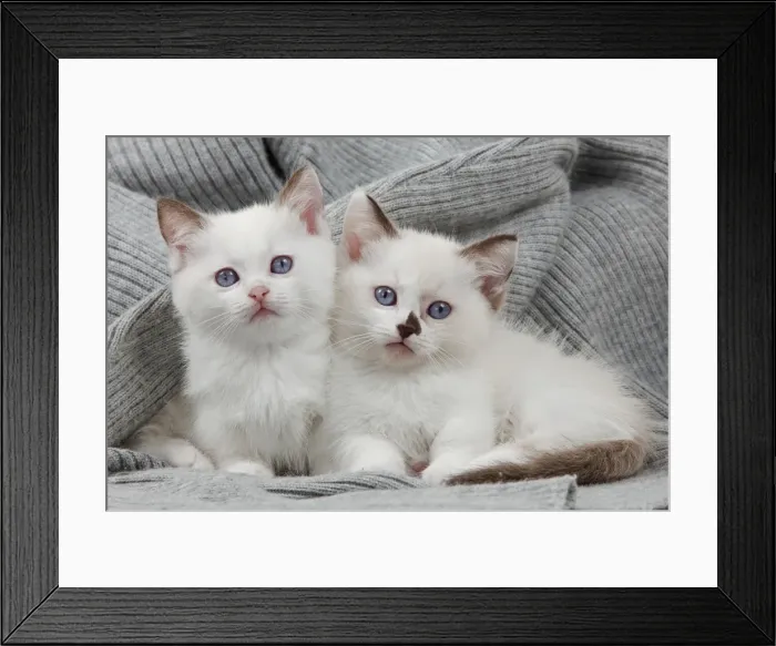 Framed Print : Picture No. 10898269 Framed Print : Picture No. 10898269
