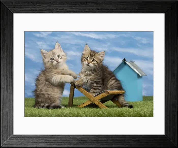 Framed Print : Picture No. 10898356 Framed Print : Picture No. 10898356