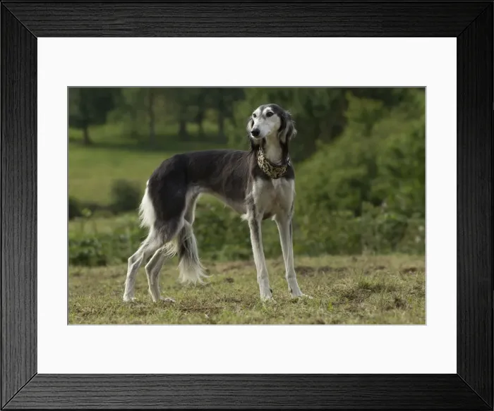 Framed Print : Picture No. 10898256 Framed Print : Picture No. 10898256