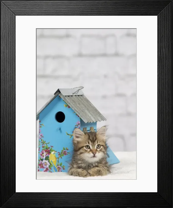 Framed Print : Picture No. 10898376 Framed Print : Picture No. 10898376