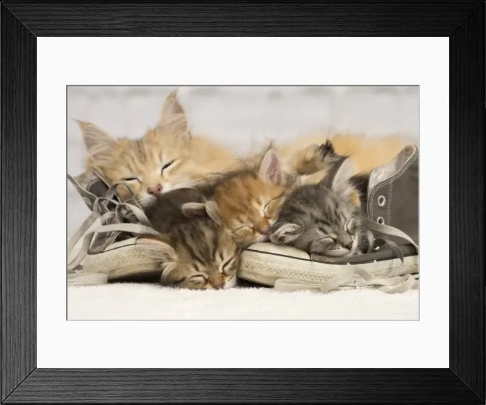 Framed Print : Picture No. 10898364 Framed Print : Picture No. 10898364