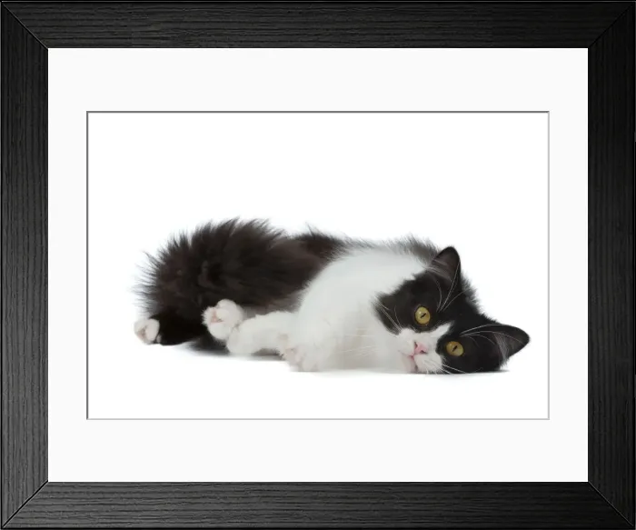 Framed Print : Picture No. 10898286 Framed Print : Picture No. 10898286