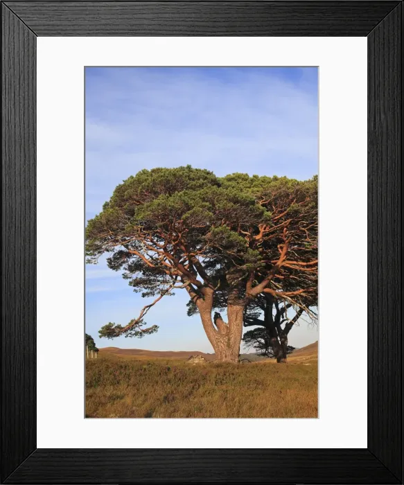 Framed Print : Picture No. 10894165