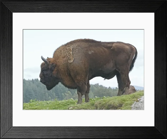 Framed Print : Picture No. 10894169 Framed Print : Picture No. 10894169