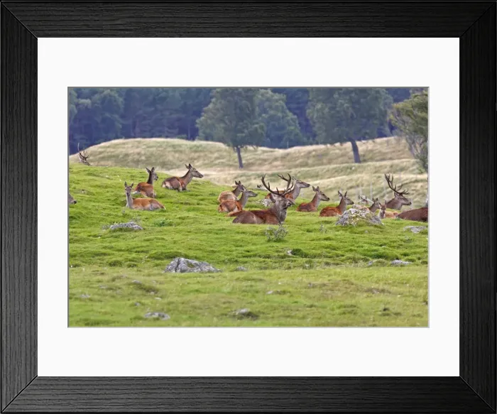 Framed Print : Picture No. 10894170 Framed Print : Picture No. 10894170