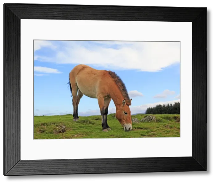 Framed Print : Picture No. 10894172 Framed Print : Picture No. 10894172