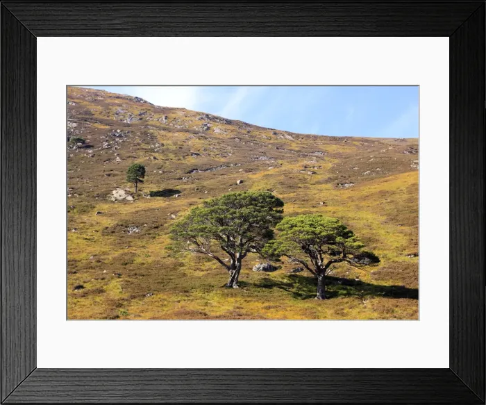 Framed Print : Picture No. 10894164