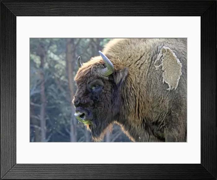 Framed Print : Picture No. 10894167 Framed Print : Picture No. 10894167