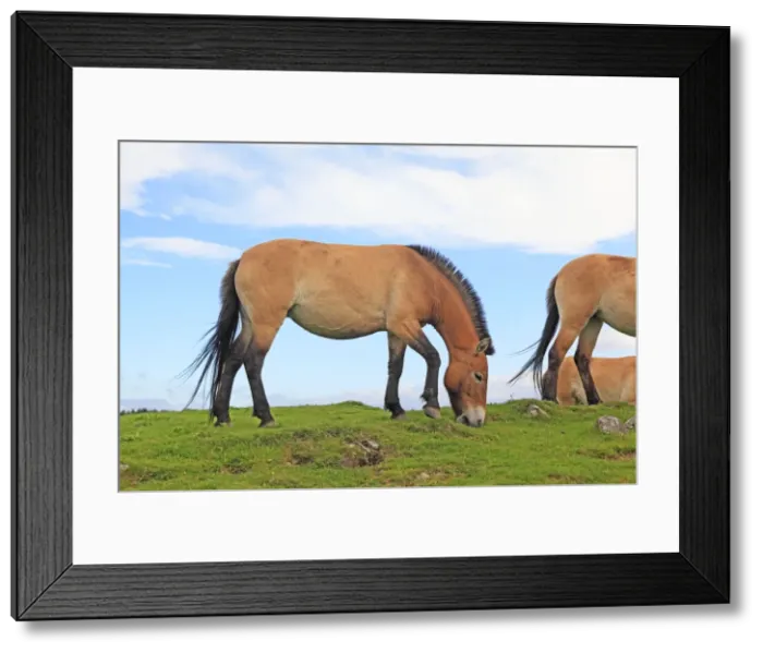 Framed Print : Picture No. 10894171 Framed Print : Picture No. 10894171
