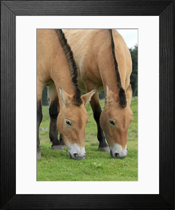 Framed Print : Picture No. 10894173 Framed Print : Picture No. 10894173