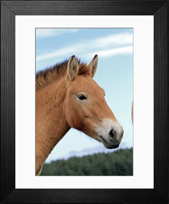 Framed Print : Picture No. 10894174 Framed Print : Picture No. 10894174