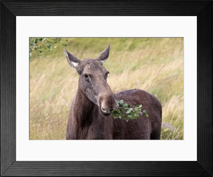 Framed Print : Picture No. 10894179 Framed Print : Picture No. 10894179