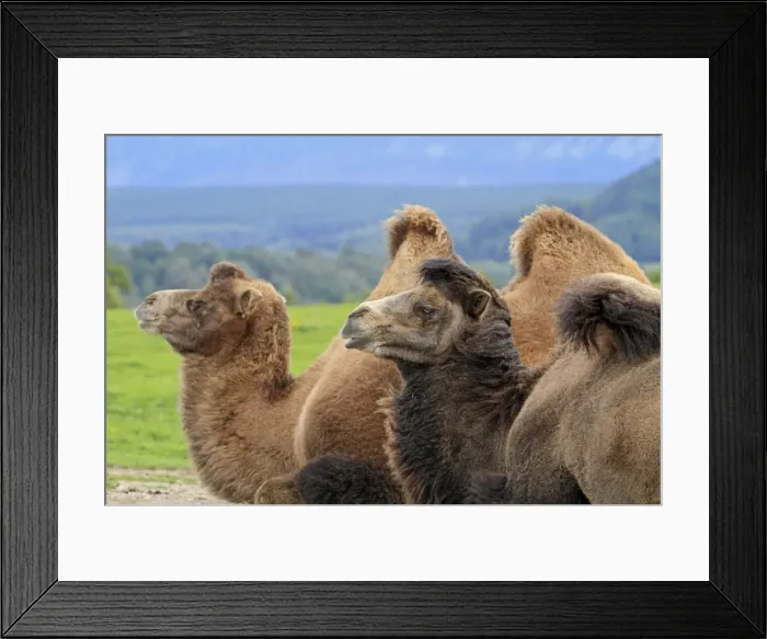Framed Print : Picture No. 10894175