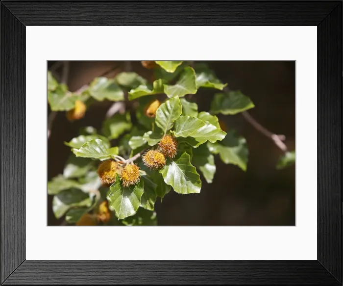 Framed Print : Picture No. 10894182
