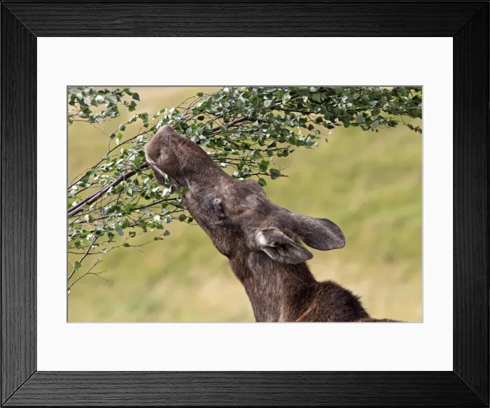 Framed Print : Picture No. 10894178 Framed Print : Picture No. 10894178