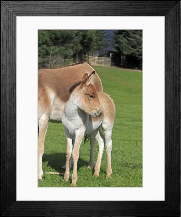 Framed Print : Picture No. 10894183 Framed Print : Picture No. 10894183