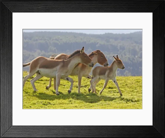 Framed Print : Picture No. 10894187 Framed Print : Picture No. 10894187