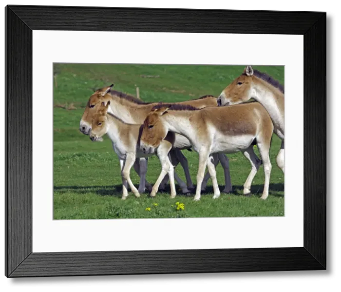 Framed Print : Picture No. 10894185 Framed Print : Picture No. 10894185