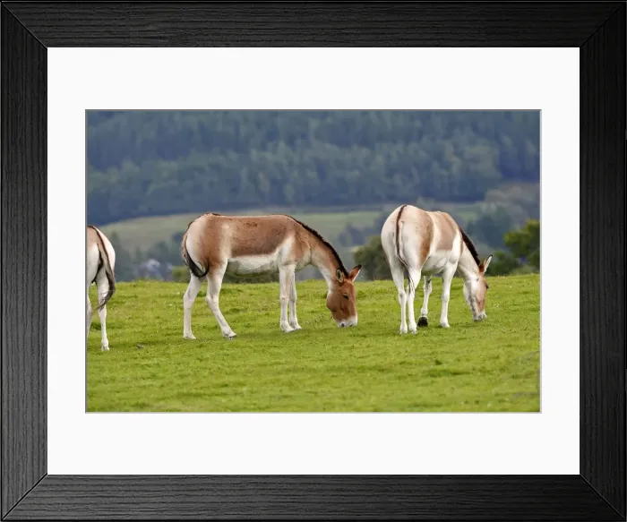 Framed Print : Picture No. 10894188 Framed Print : Picture No. 10894188