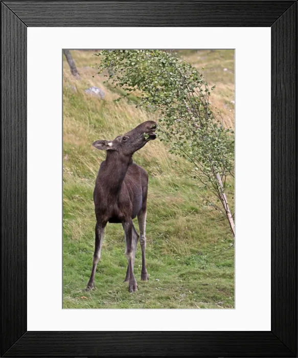 Framed Print : Picture No. 10894180 Framed Print : Picture No. 10894180