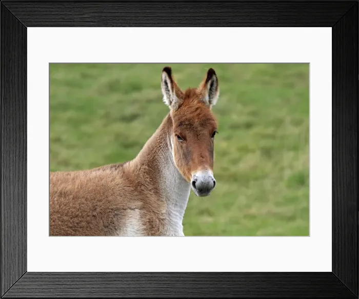 Framed Print : Picture No. 10894184 Framed Print : Picture No. 10894184