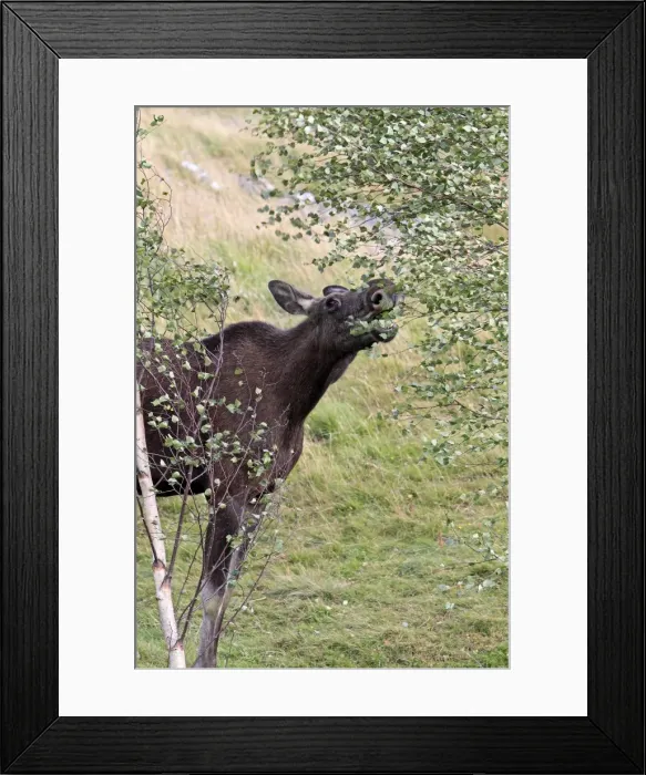 Framed Print : Picture No. 10894181 Framed Print : Picture No. 10894181
