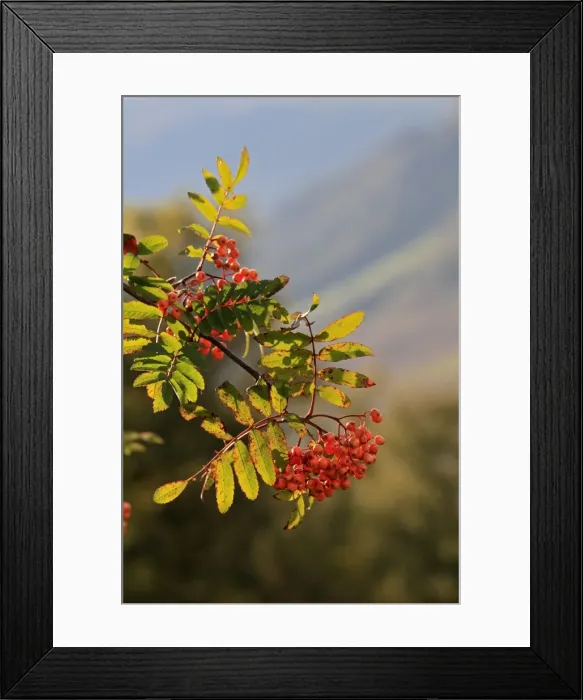 Framed Print : Picture No. 10894192 Framed Print : Picture No. 10894192
