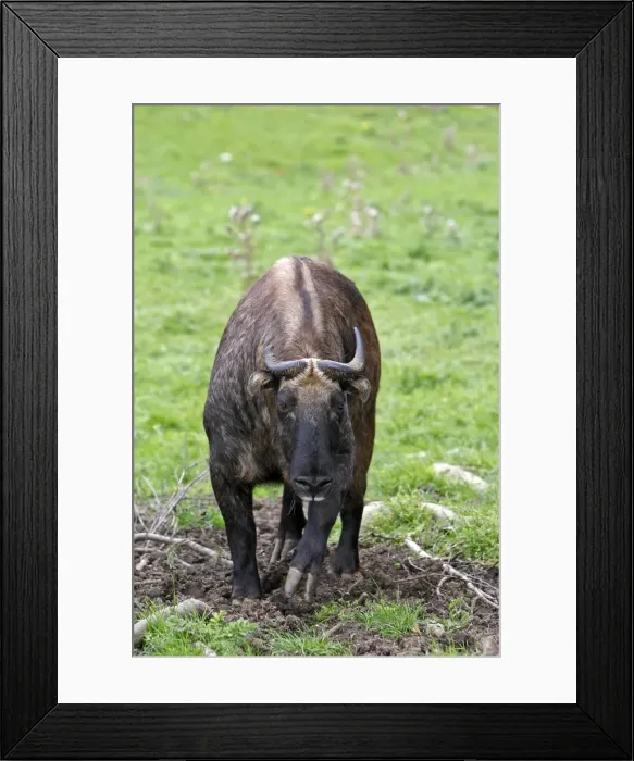 Framed Print : Picture No. 10894193 Framed Print : Picture No. 10894193