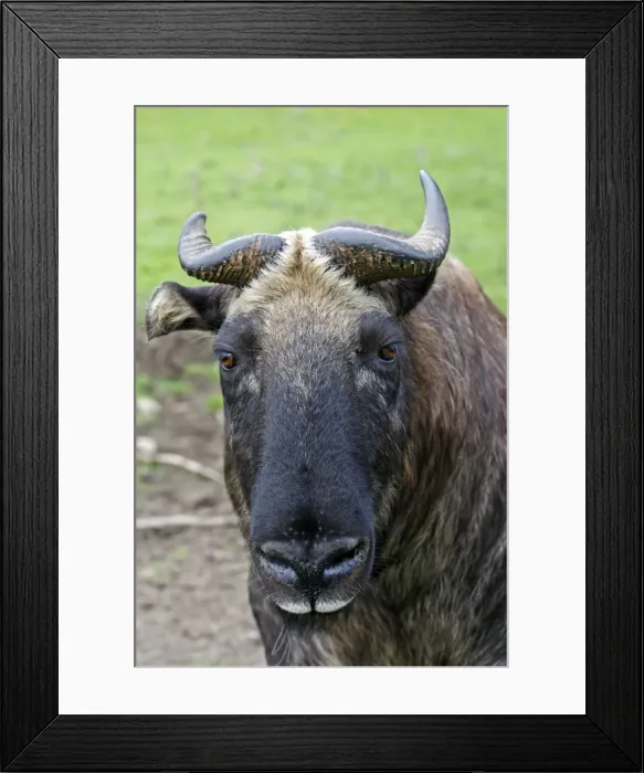 Framed Print : Picture No. 10894194 Framed Print : Picture No. 10894194