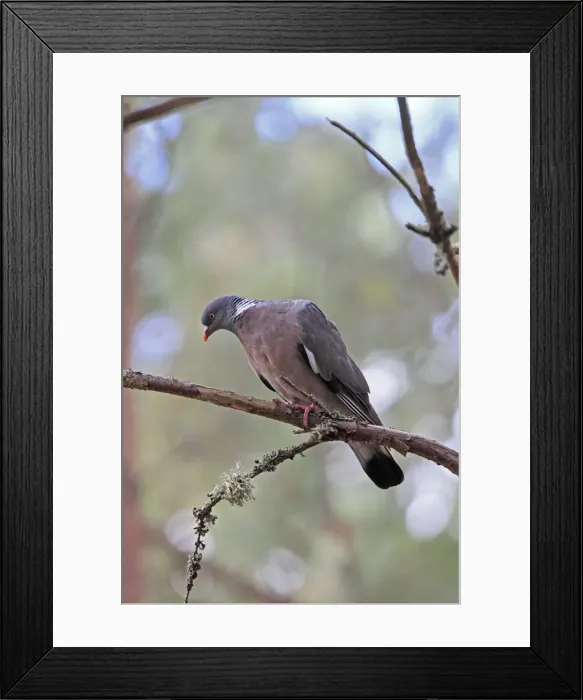 Framed Print : Picture No. 10894190 Framed Print : Picture No. 10894190