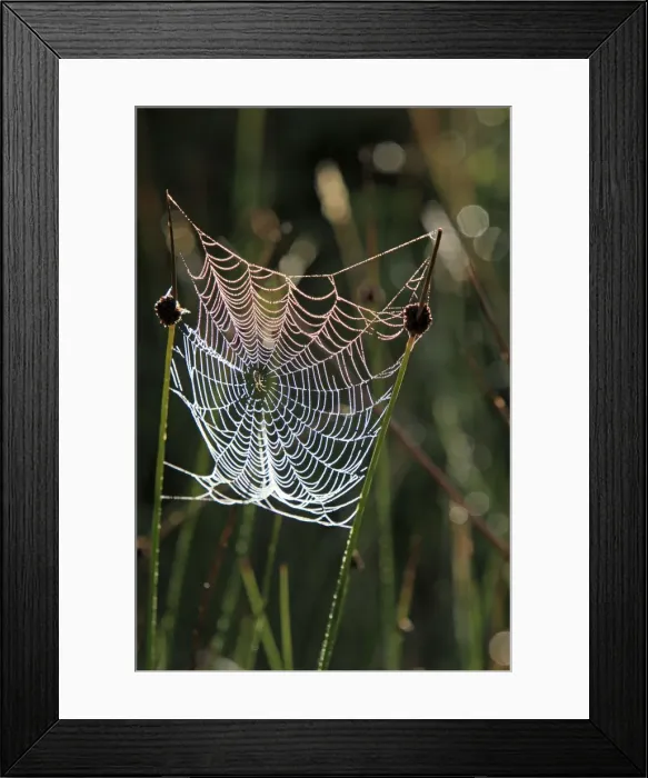Framed Print : Picture No. 10894195
