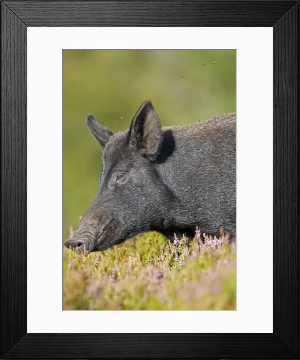 Framed Print : Picture No. 10894191 Framed Print : Picture No. 10894191