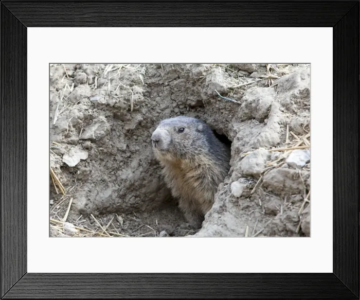 Framed Print : Picture No. 10894201 Framed Print : Picture No. 10894201