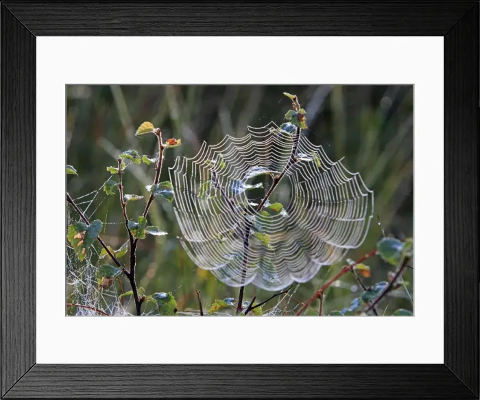 Framed Print : Picture No. 10894196 Framed Print : Picture No. 10894196