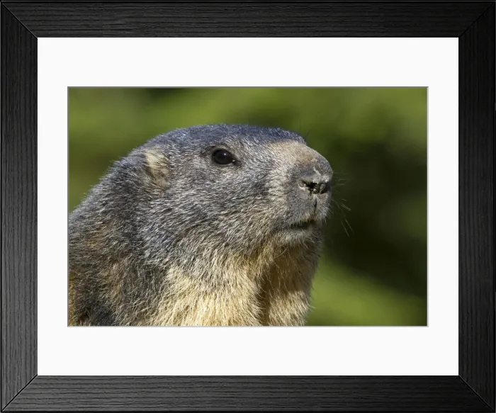 Framed Print : Picture No. 10894203 Framed Print : Picture No. 10894203
