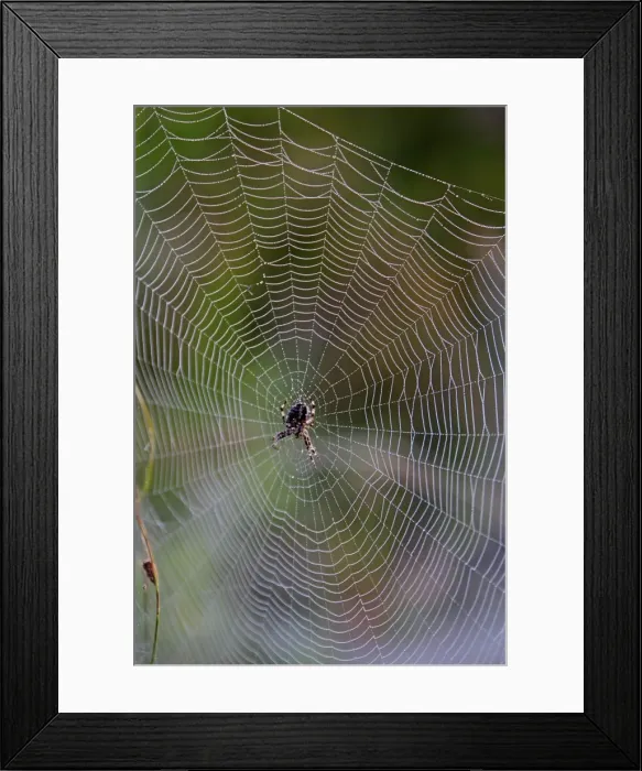 Framed Print : Picture No. 10894199 Framed Print : Picture No. 10894199