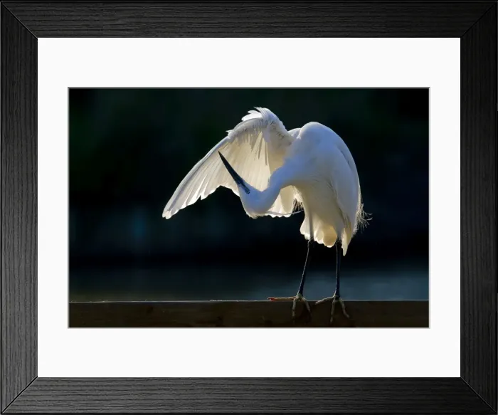 Framed Print : Picture No. 10894205 Framed Print : Picture No. 10894205