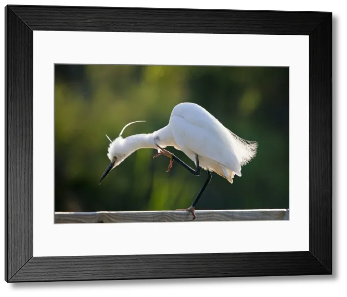 Framed Print : Picture No. 10894204 Framed Print : Picture No. 10894204