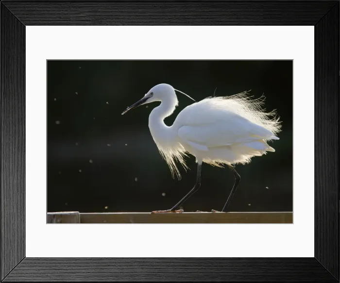 Framed Print : Picture No. 10894206 Framed Print : Picture No. 10894206