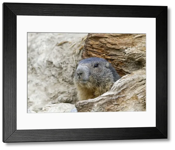 Framed Print : Picture No. 10894202