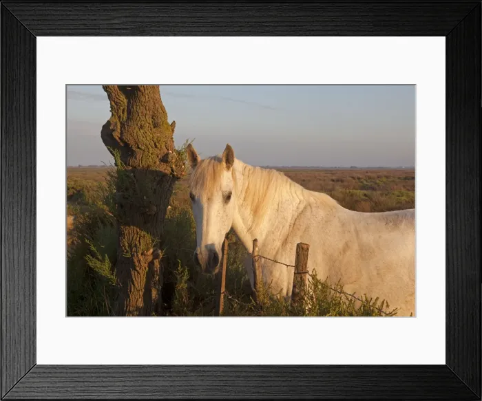 Framed Print : Picture No. 10894209