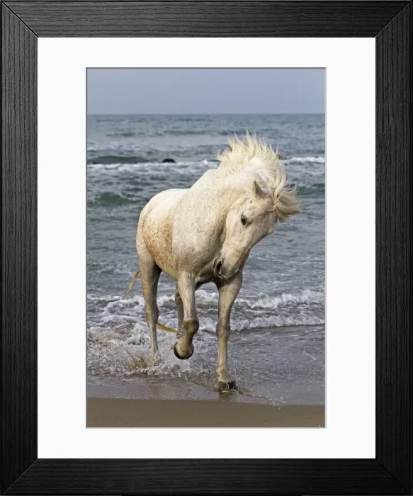 Framed Print : Picture No. 10894215 Framed Print : Picture No. 10894215