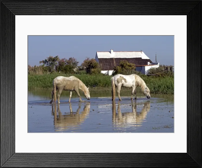 Framed Print : Picture No. 10894224