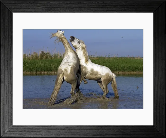 Framed Print : Picture No. 10894225